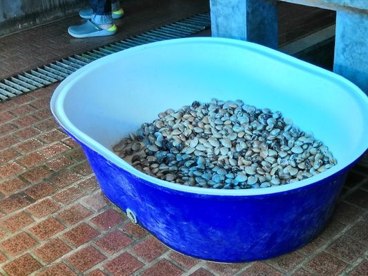 魚のいる池の通風器のためのHdpe LLDPEの輪番名簿型